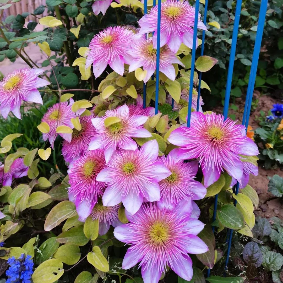 Emperor Clematis Seeds