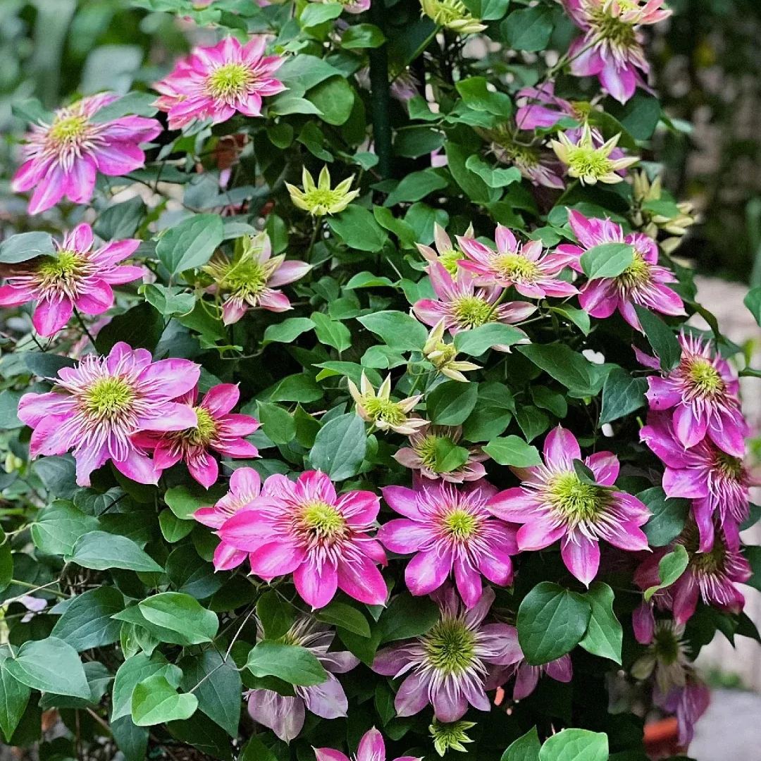 Emperor Clematis Seeds