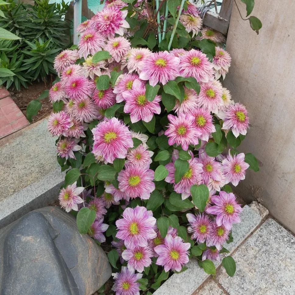 Emperor Clematis Seeds