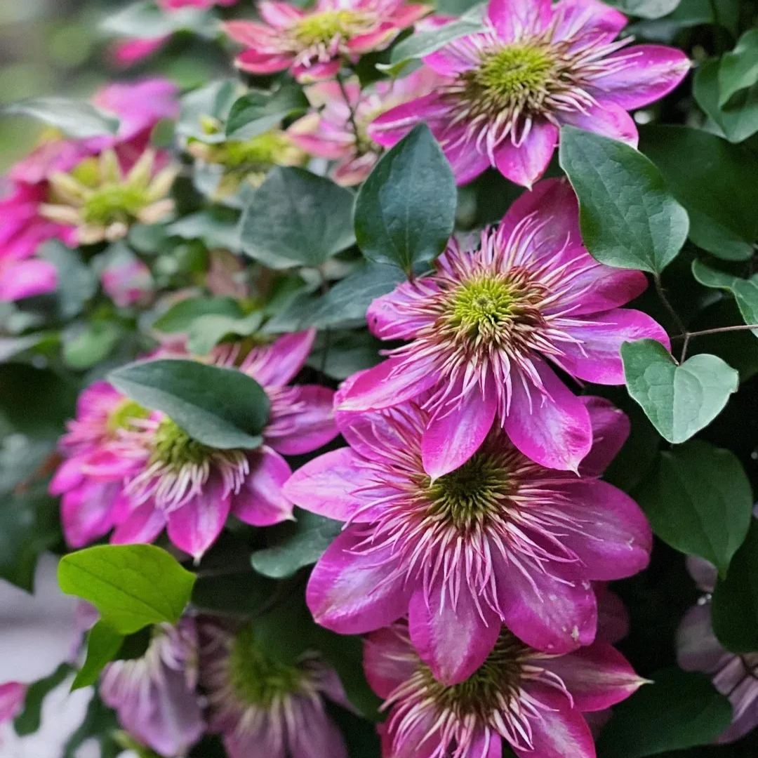 Emperor Clematis Seeds