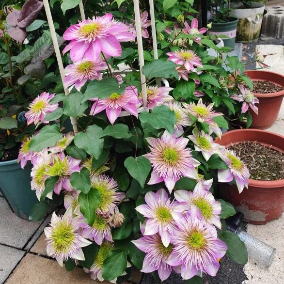 Emperor Clematis Seeds