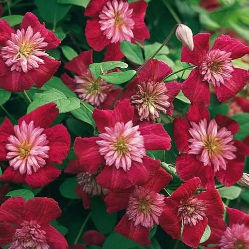 Avant Garde Clematis Seeds