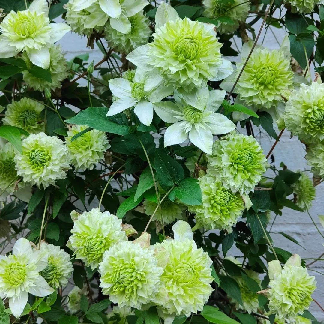 Alba Plena Clematis Seeds