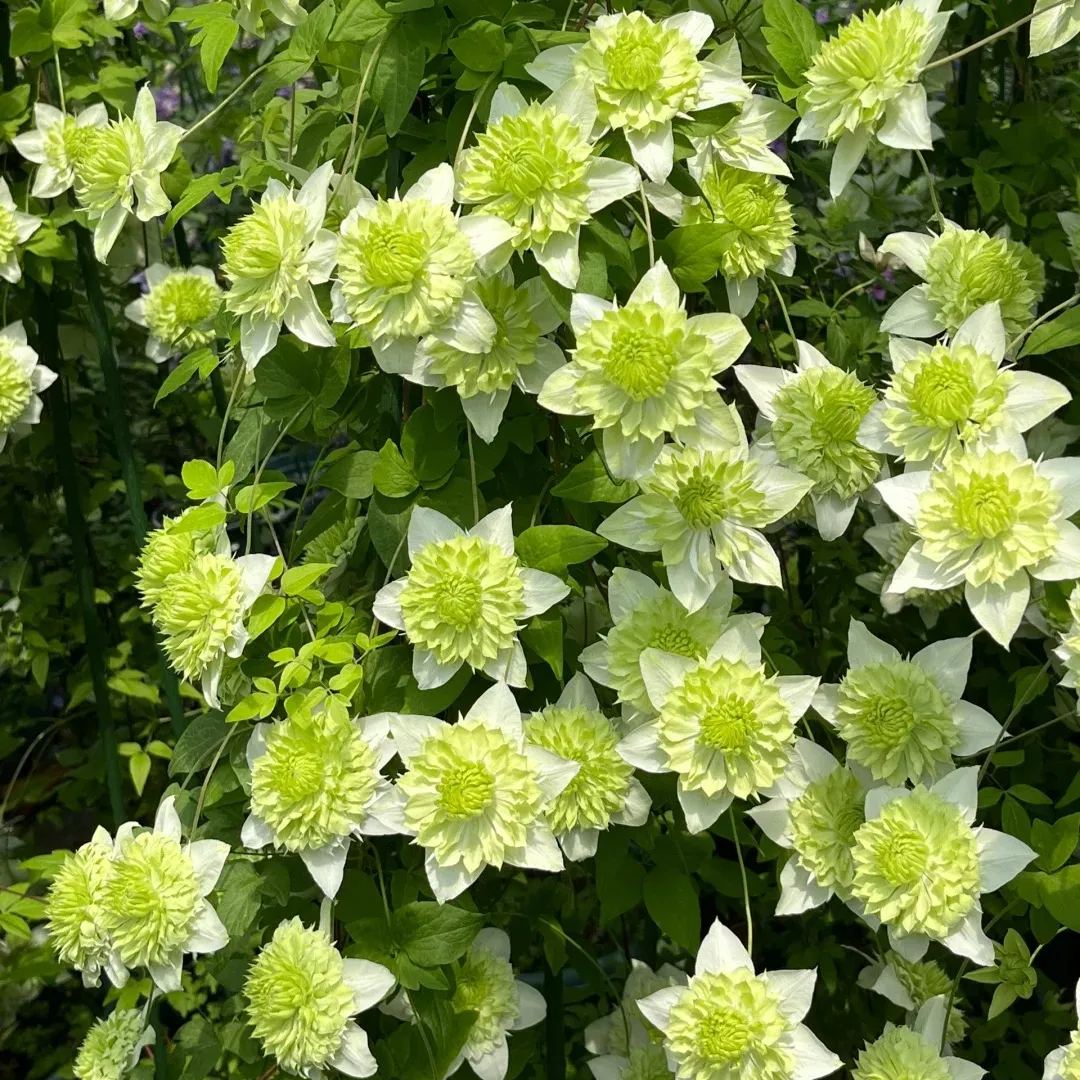 Alba Plena Clematis Seeds