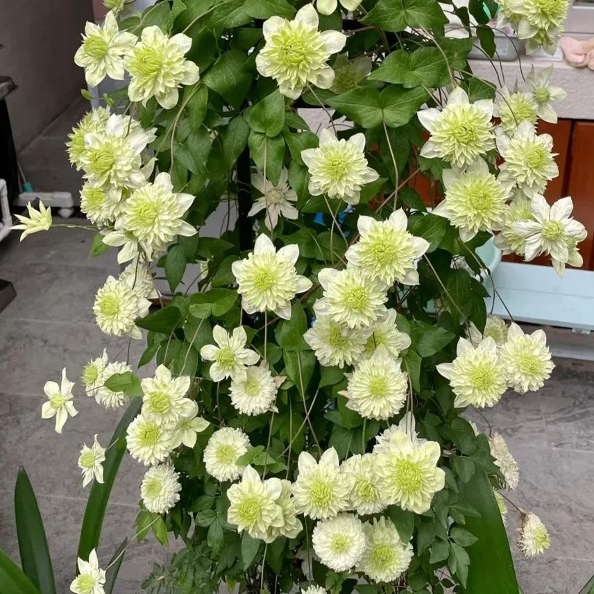 Alba Plena Clematis Seeds