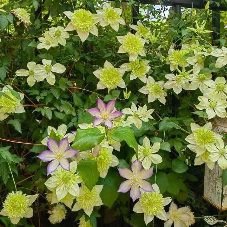 Alba Plena Clematis Seeds