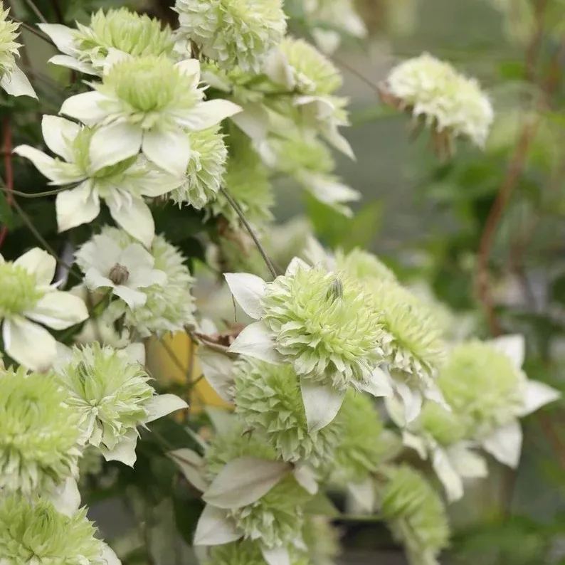 Alba Plena Clematis Seeds