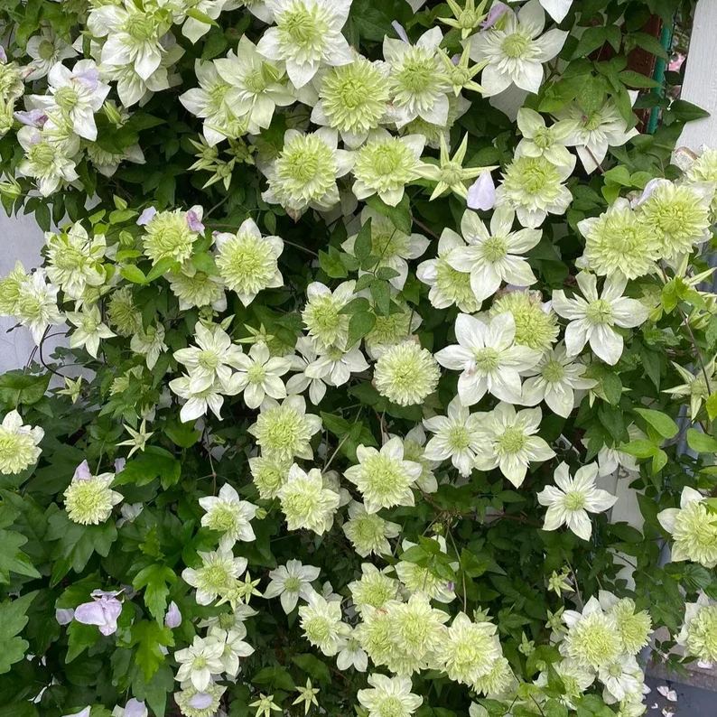 Alba Plena Clematis Seeds