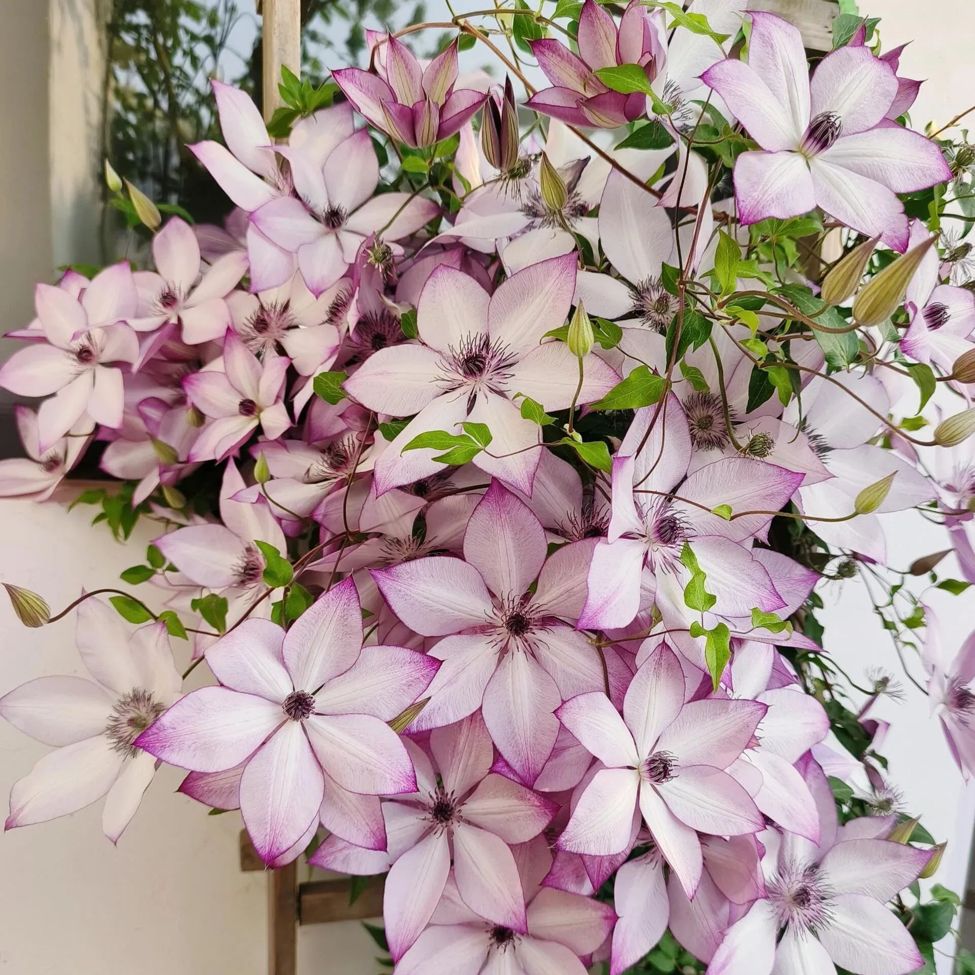 Utopia Clematis Seeds
