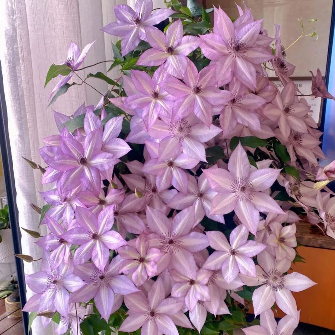 Utopia Clematis Seeds