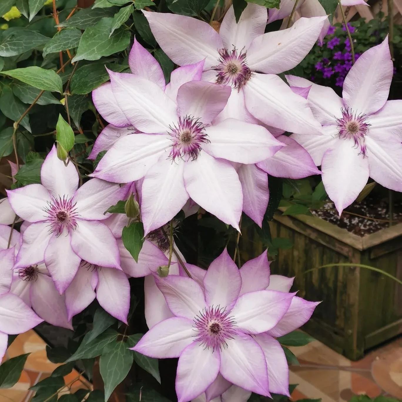 Utopia Clematis Seeds