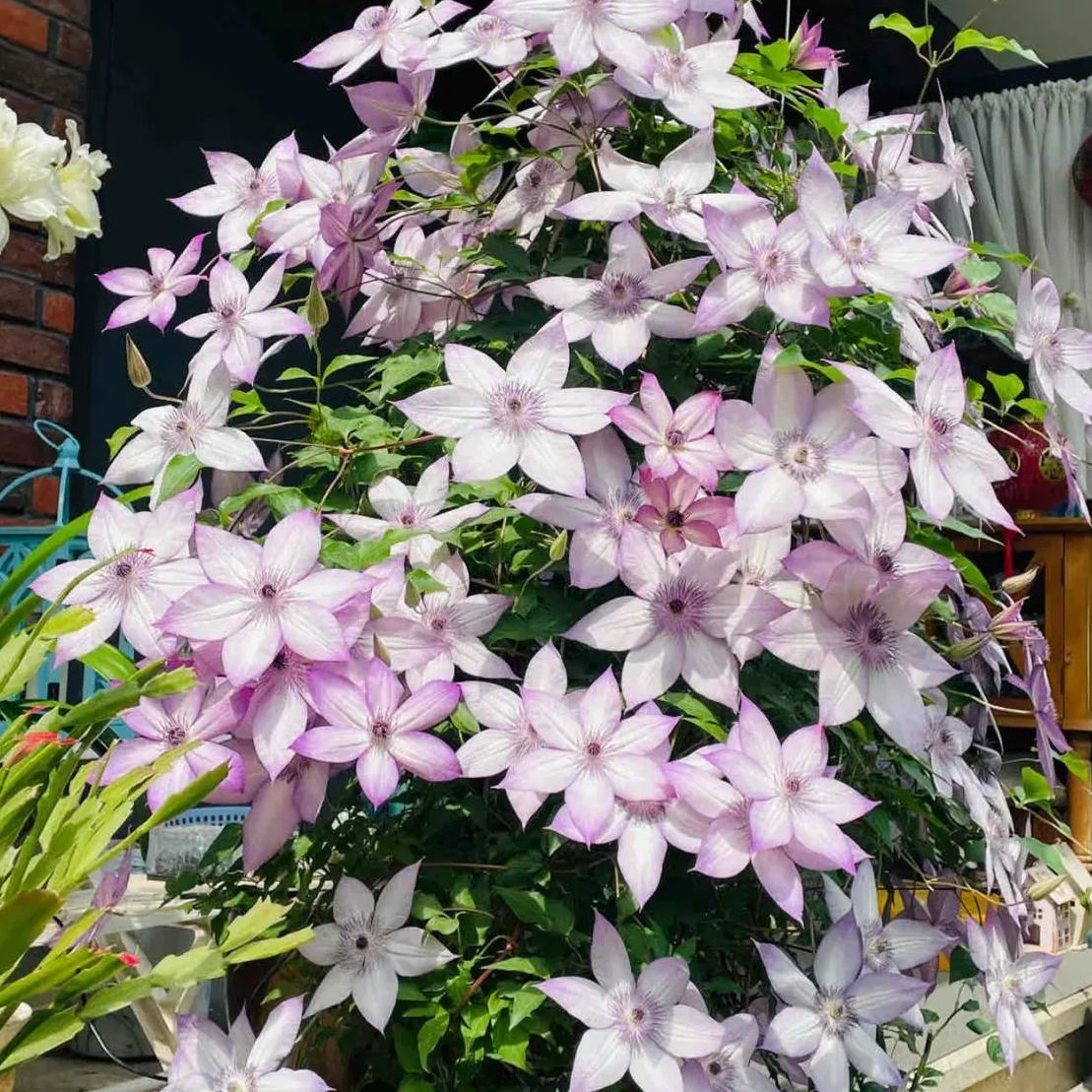 Utopia Clematis Seeds