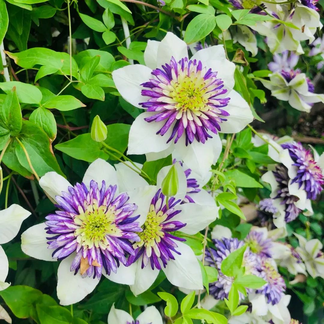 New Viennetta Clematis Seeds