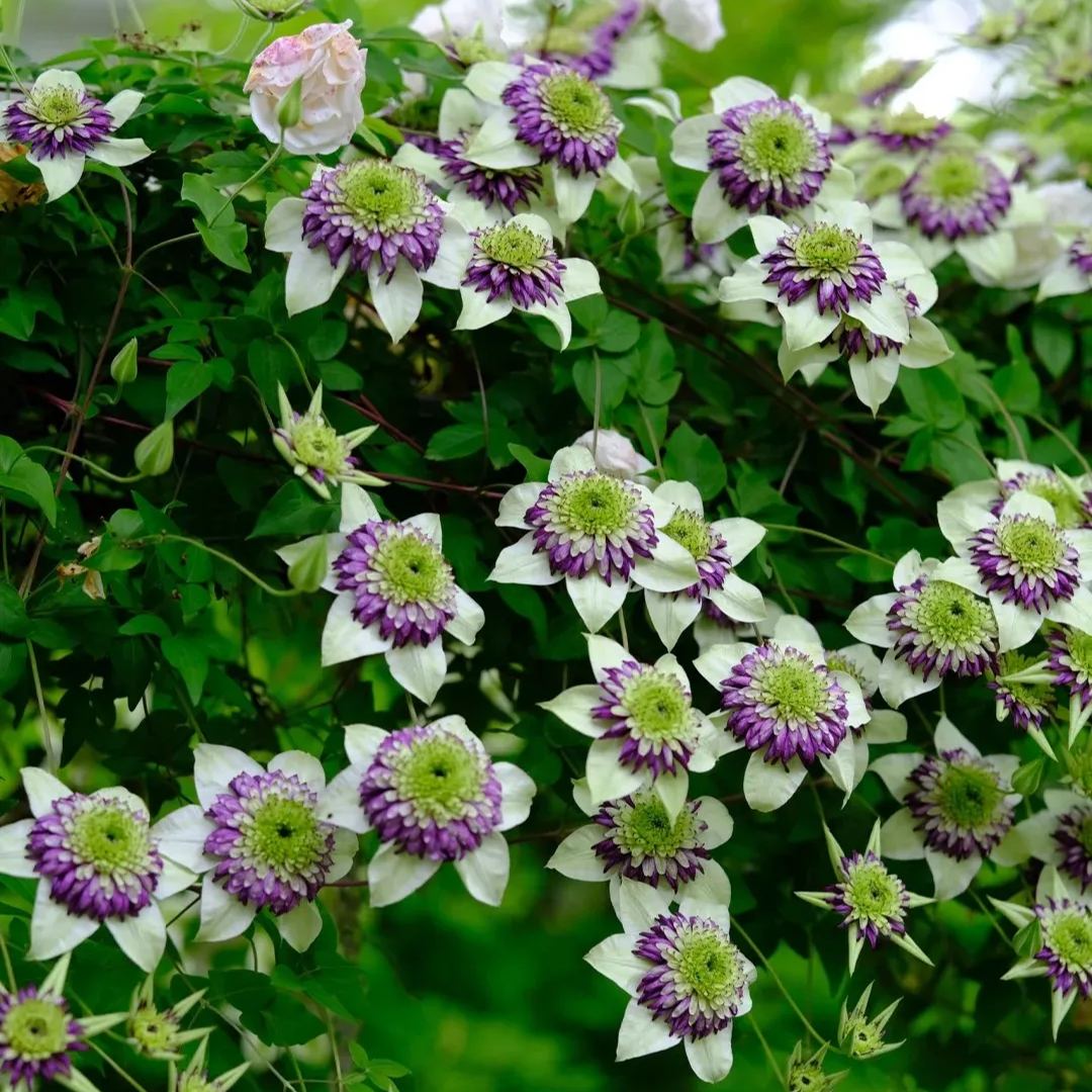 New Viennetta Clematis Seeds