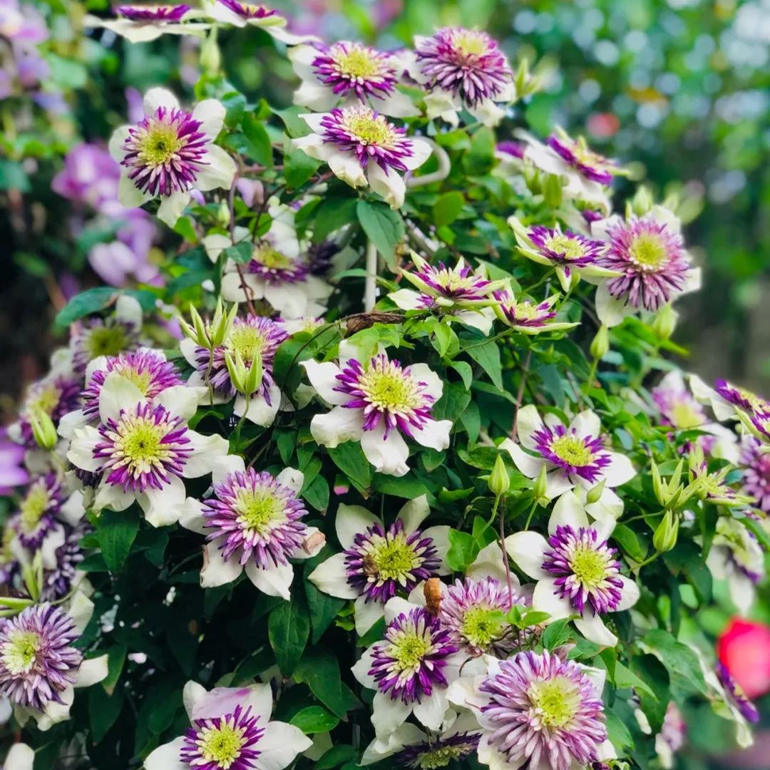 New Viennetta Clematis Seeds