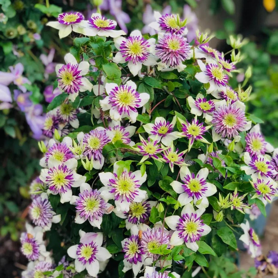 New Viennetta Clematis Seeds