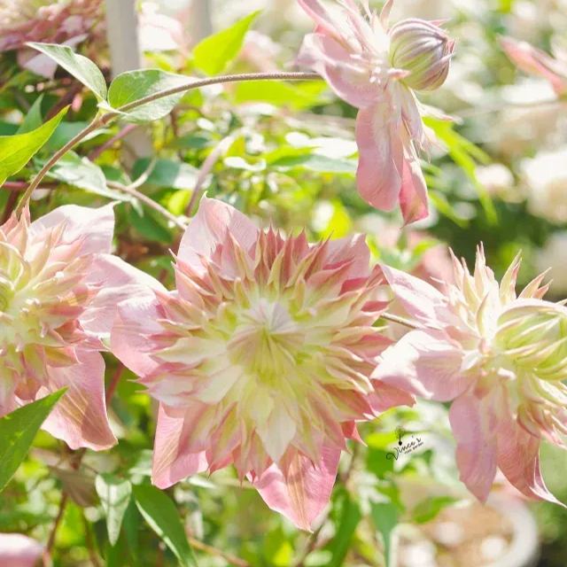 Shamshe Clematis Seeds