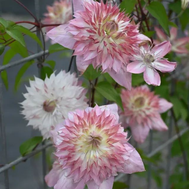 Shamshe Clematis Seeds