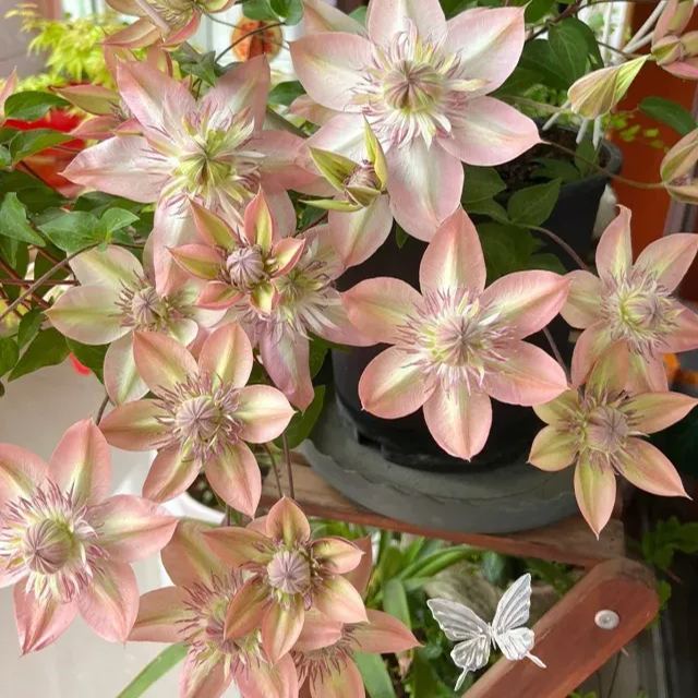 Shamshe Clematis Seeds