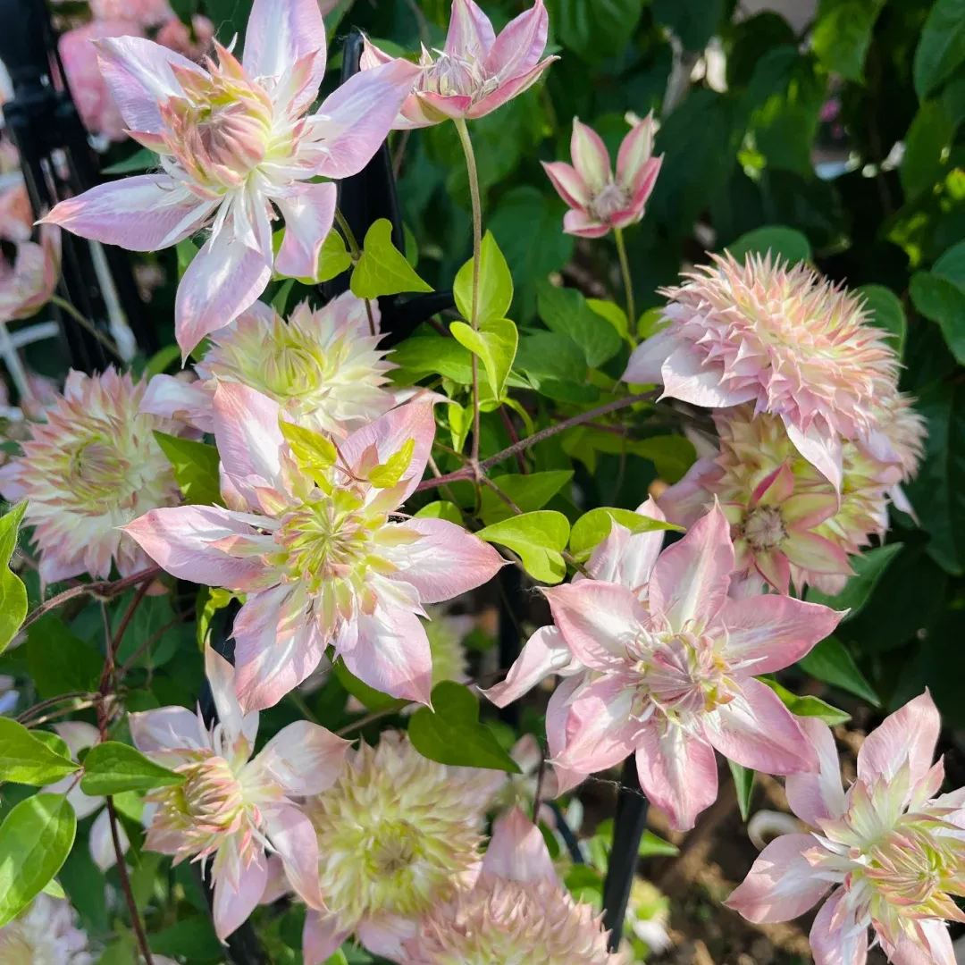 Shamshe Clematis Seeds