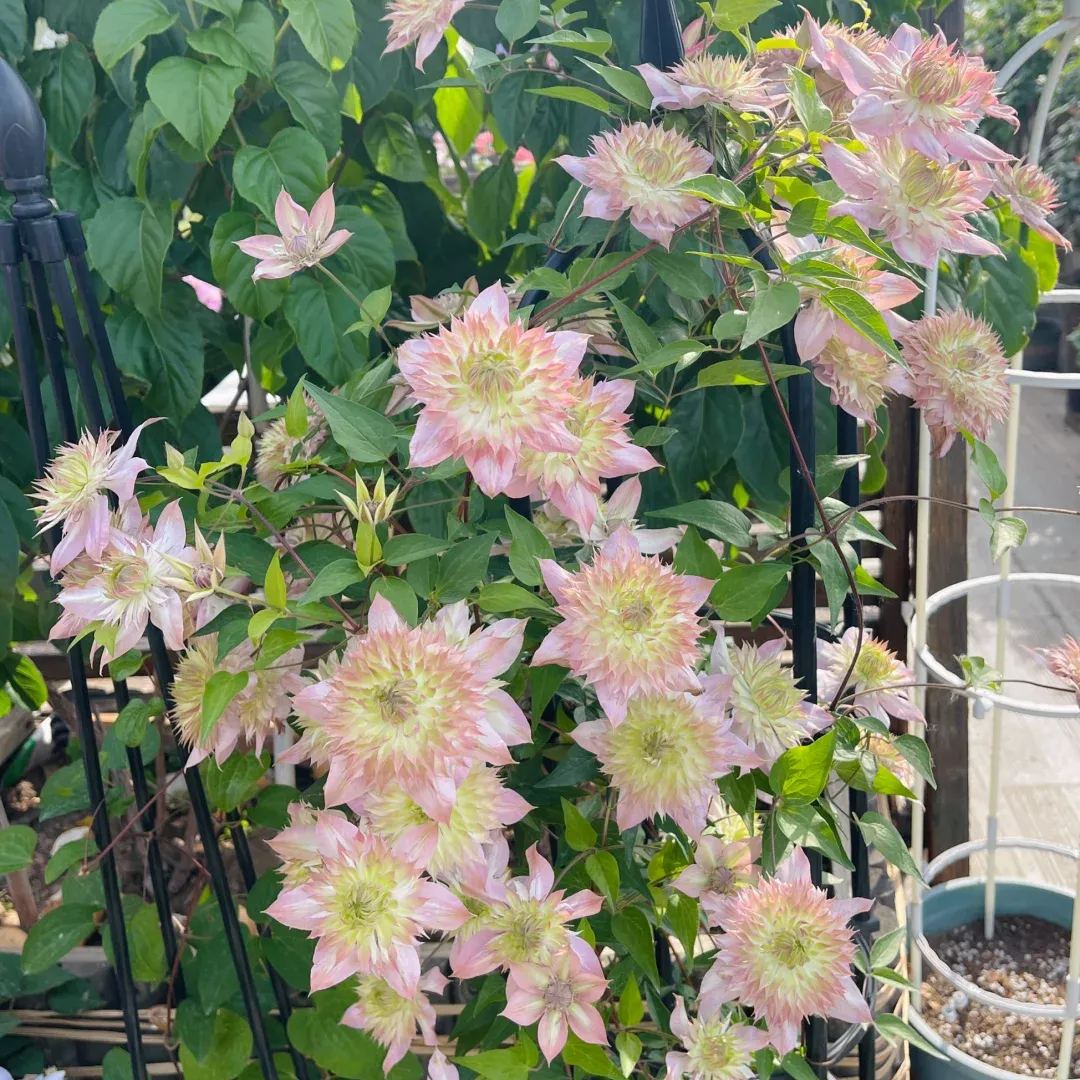 Shamshe Clematis Seeds