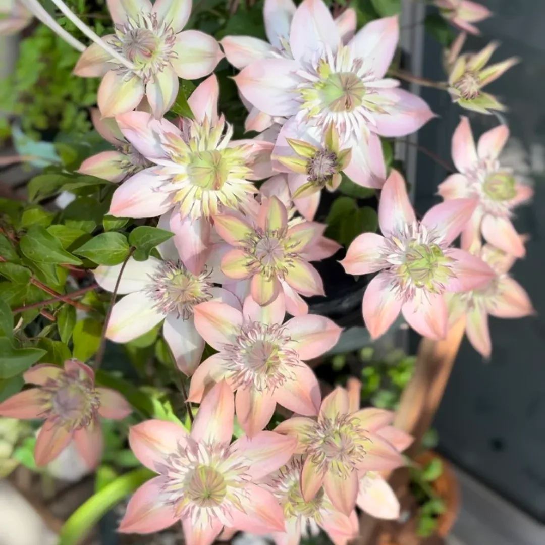 Shamshe Clematis Seeds