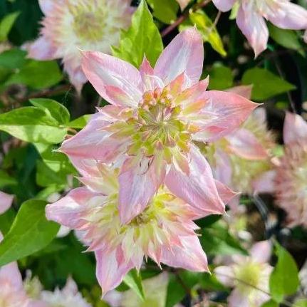 Shamshe Clematis Seeds