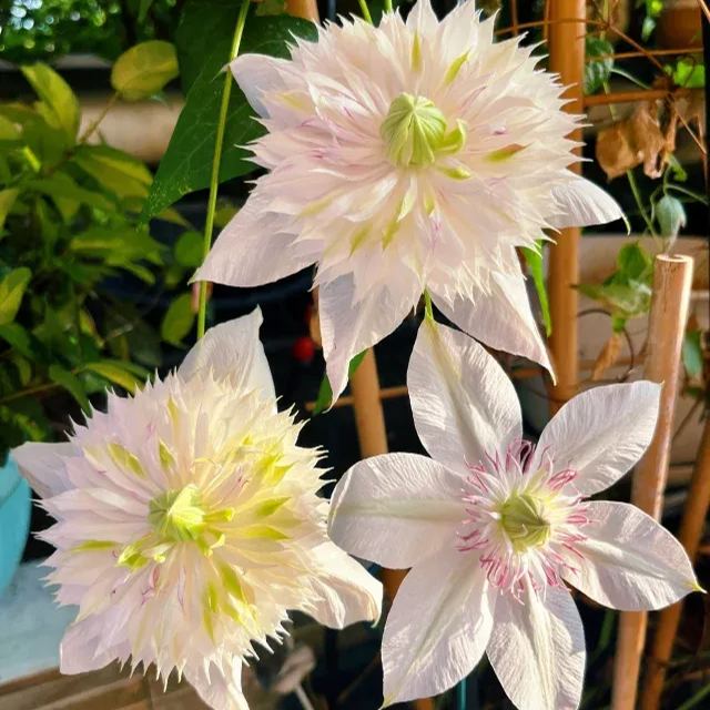 Shamshe Clematis Seeds
