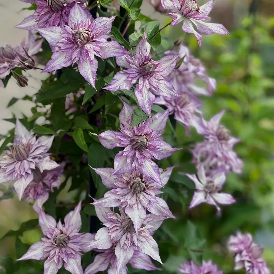 [Copy]Shamshe Clematis Seeds