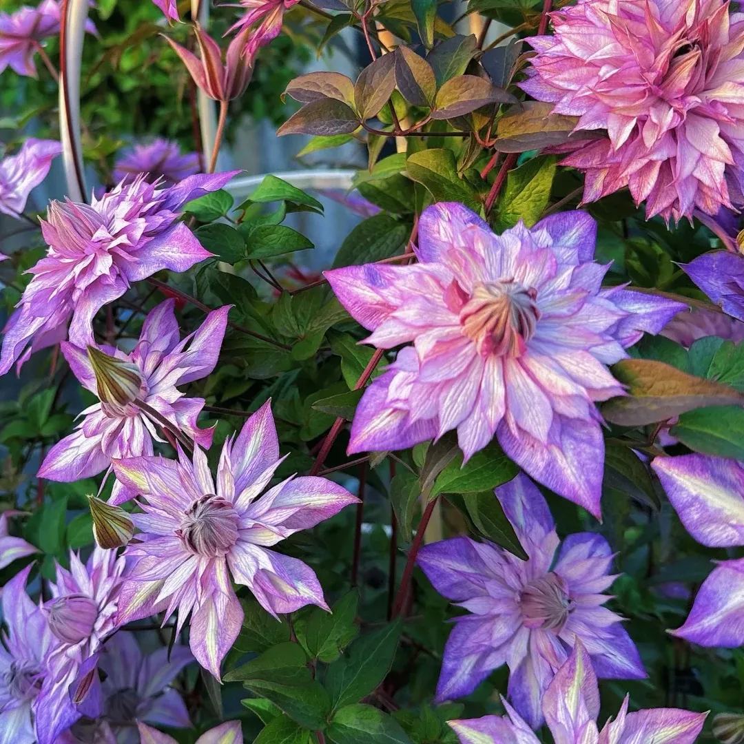 [Copy]Shamshe Clematis Seeds