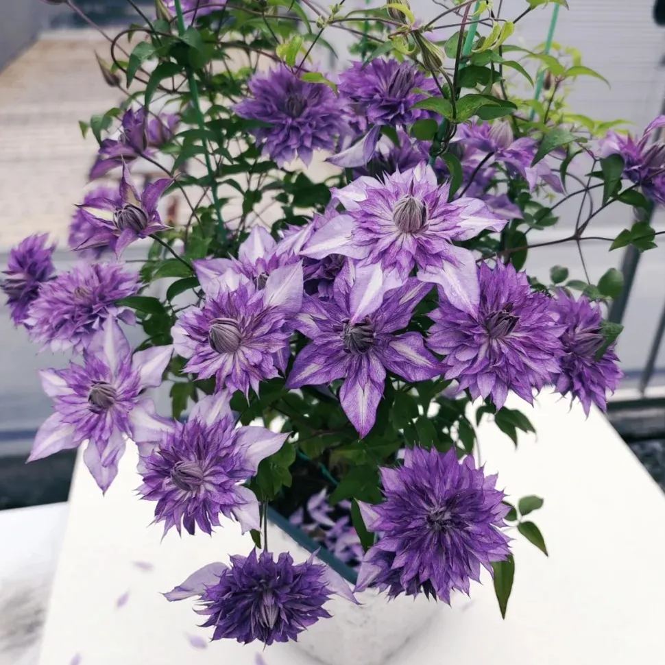 [Copy]Shamshe Clematis Seeds