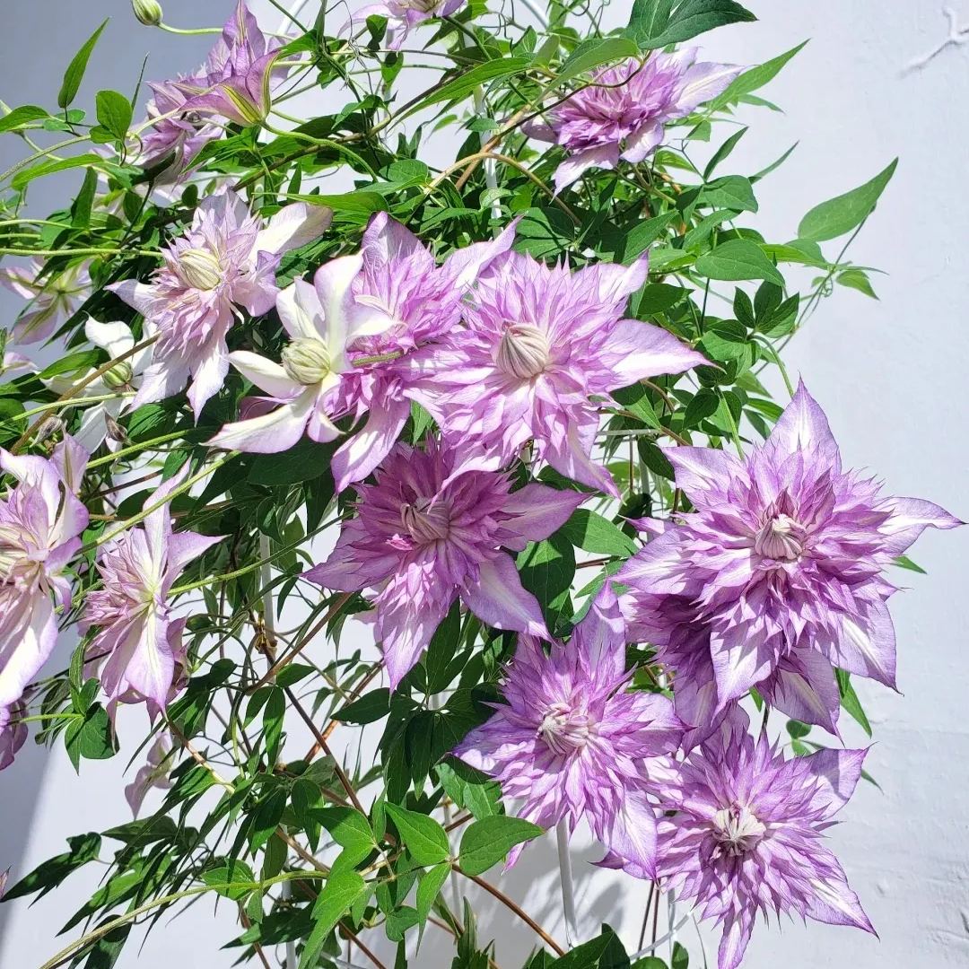 [Copy]Shamshe Clematis Seeds