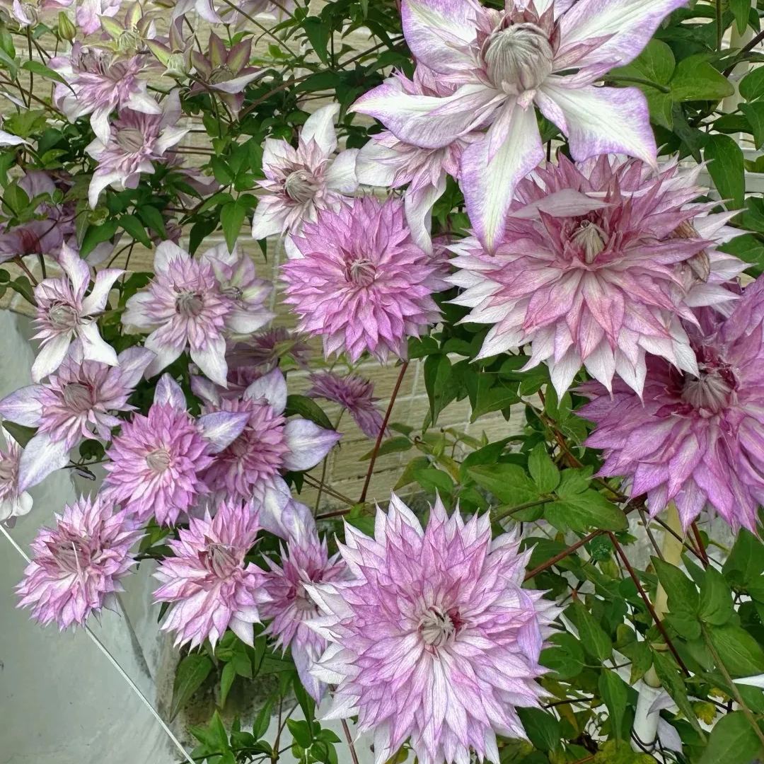 [Copy]Shamshe Clematis Seeds