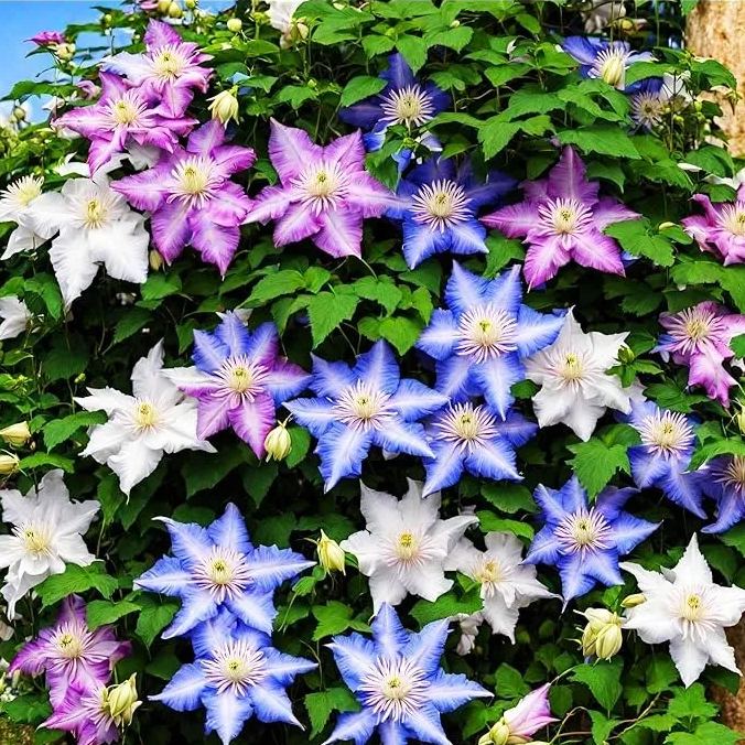 Climbing Mixed Perennial Clematis Seeds - Over 50 Kinds Mixed