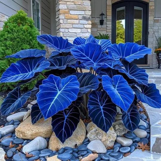 Rare Giant Caladium Seeds