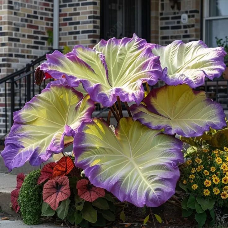 Rare Giant Caladium Seeds