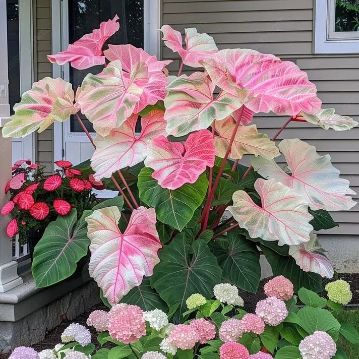 Rare Giant Caladium Seeds