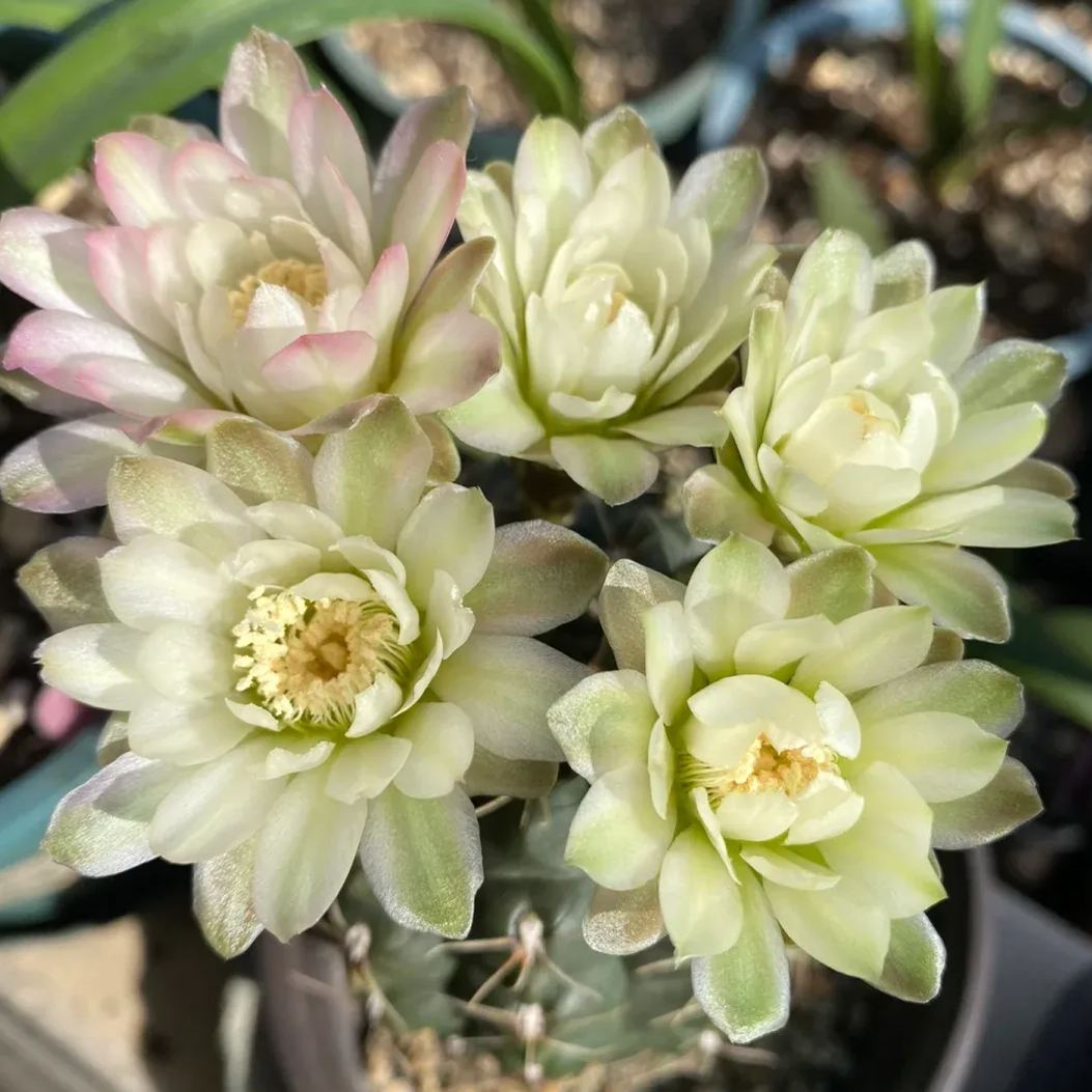 🌵Cactus Flowers Seeds