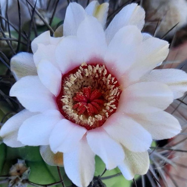 🌵Cactus Flowers Seeds