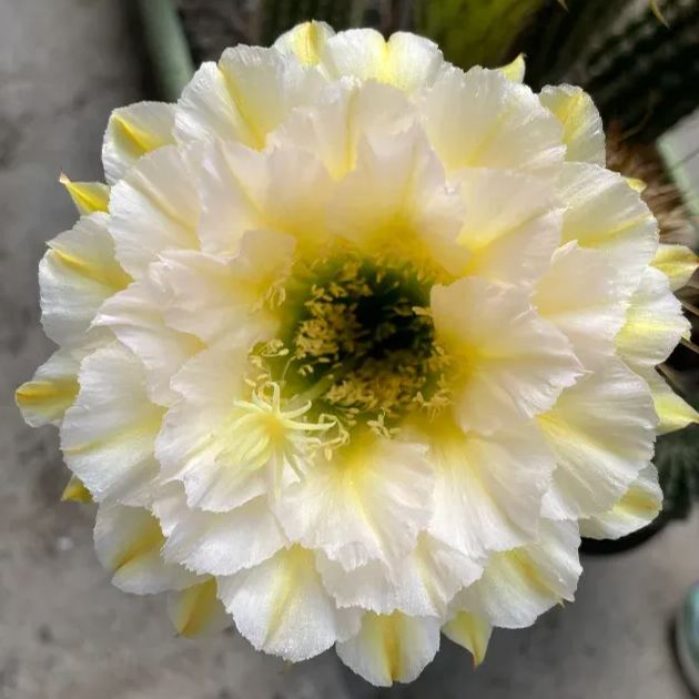 🌵Cactus Flowers Seeds