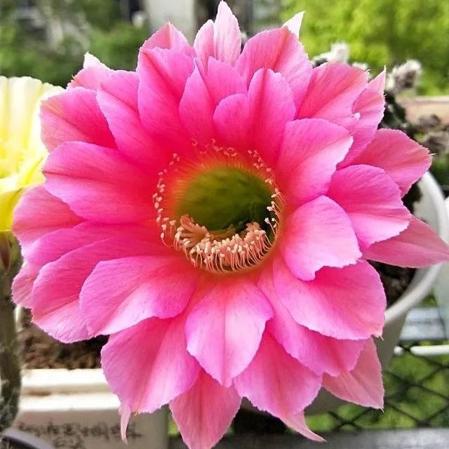 🌵Cactus Flowers Seeds