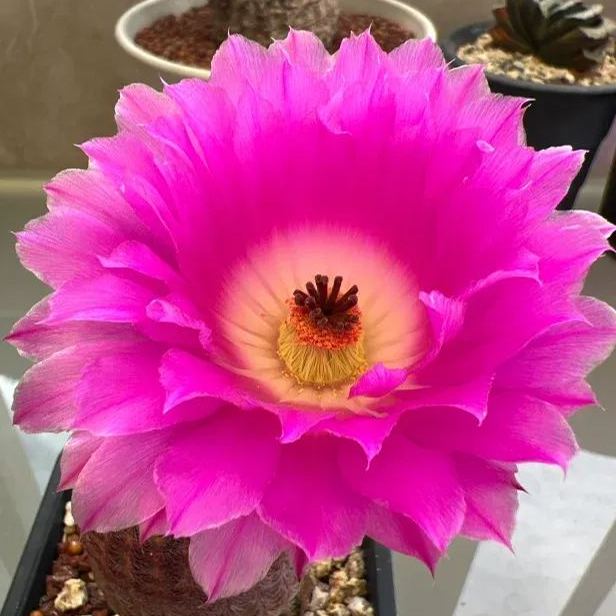 🌵Cactus Flowers Seeds