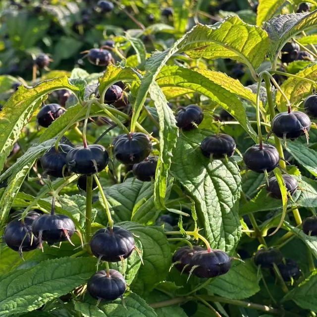 🌿 Red Ginseng Fruit / Spider Fruit Seeds