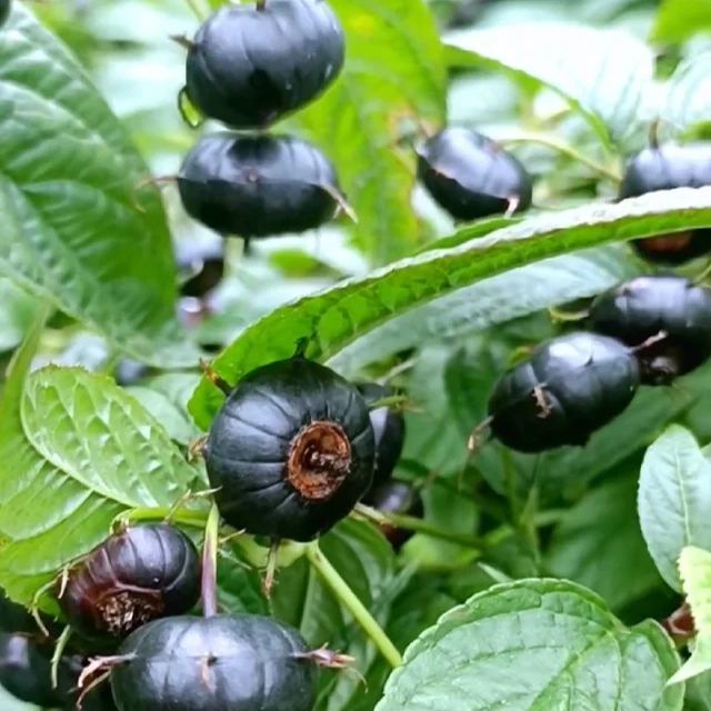 🌿 Red Ginseng Fruit / Spider Fruit Seeds
