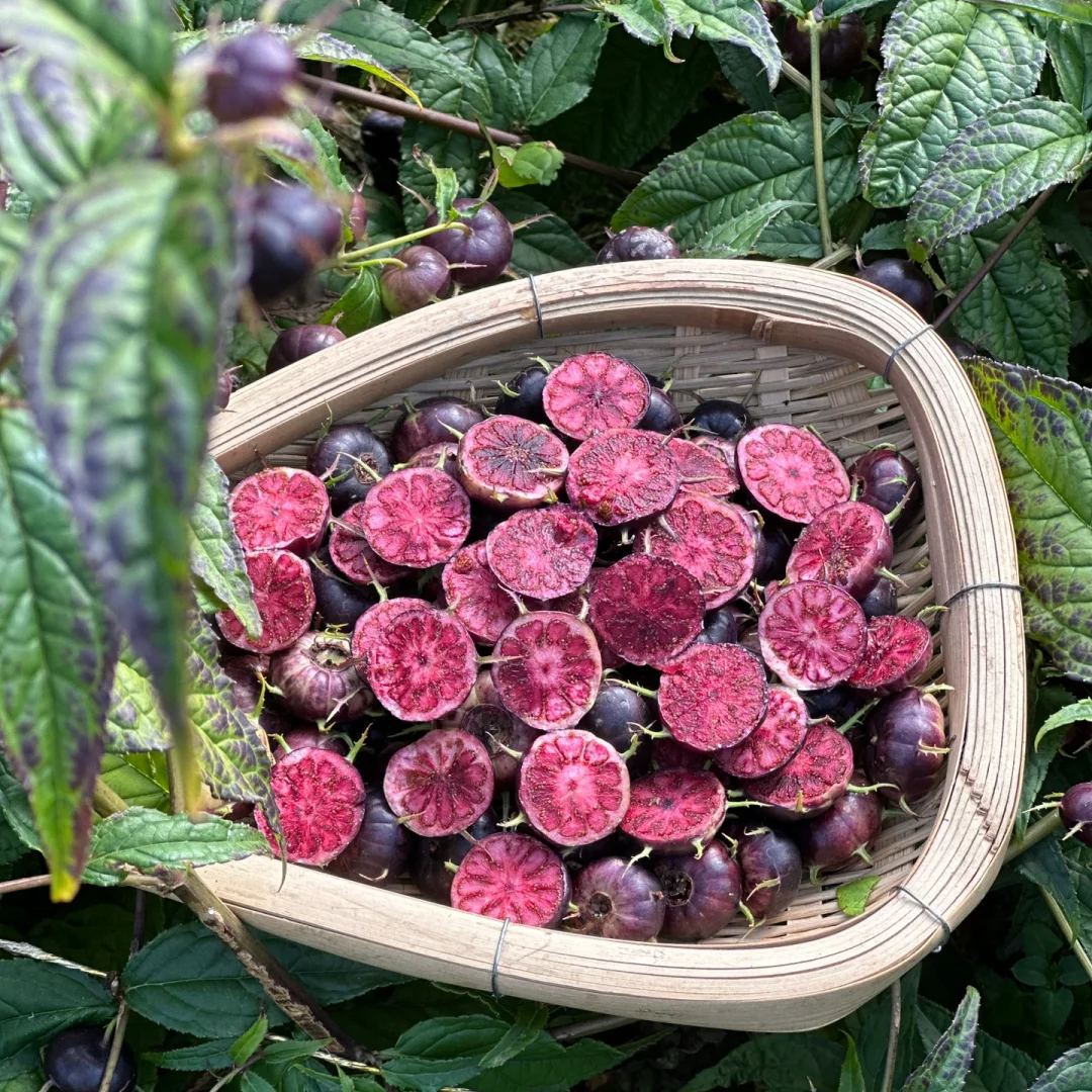 🌿 Red Ginseng Fruit / Spider Fruit Seeds