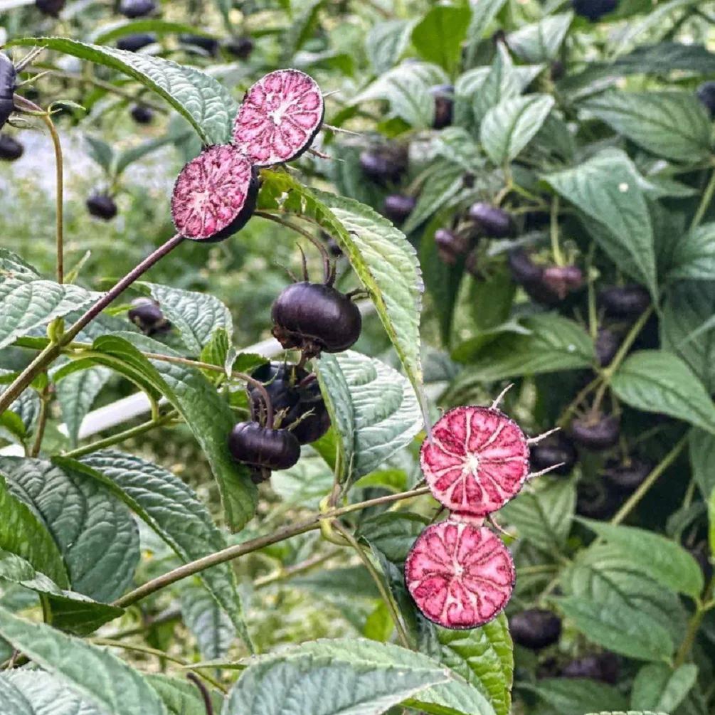 🌿 Red Ginseng Fruit / Spider Fruit Seeds