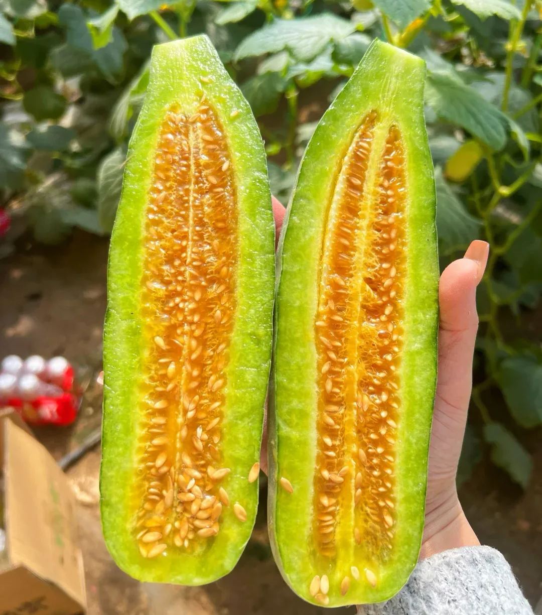 Croissant Muskmelon Seeds