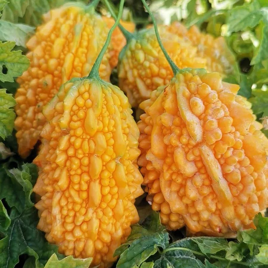 🔥64%OFF 🎉Most Popular Fruits Seeds in 2024🪴Each Pack 40 Seeds