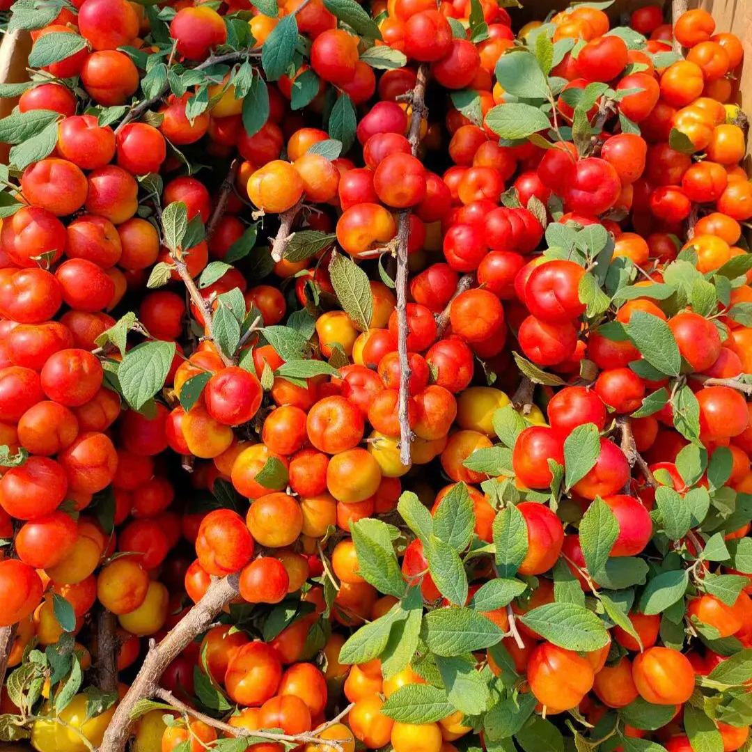 🍒Cerasus Humilis & Calcium Fruit Seeds