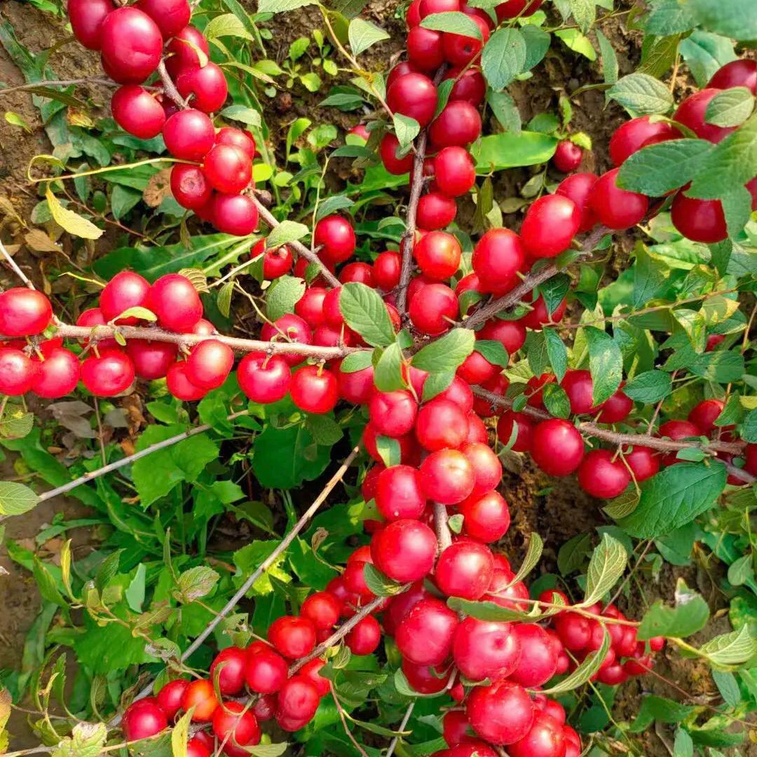 🍒Cerasus Humilis & Calcium Fruit Seeds